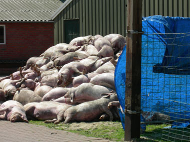 Erstickte Schweine gestapelt